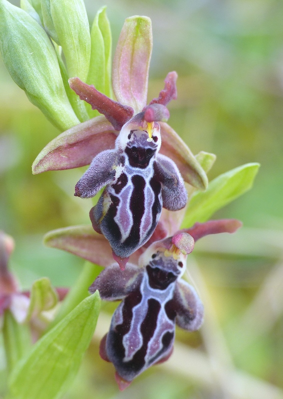 Orchidee di Creta: tra mitologia, montagne e natura, marzo 2015